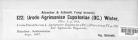 Pucciniastrum agrimoniae image